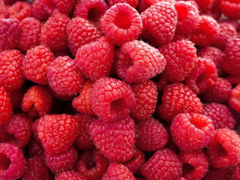 Zmeură